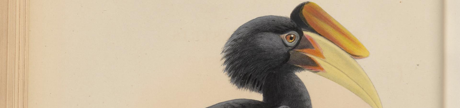 ‘A monograph of the Bucerotidæ or family of the hornbills’ Daniel Giraud Elliot, 1882 Collectie Koninklijke Maatschappij Dierkunde Antwerpen