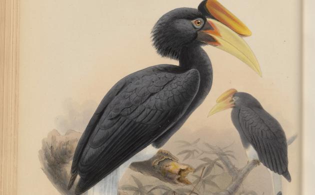 ‘A monograph of the Bucerotidæ or family of the hornbills’ Daniel Giraud Elliot, 1882 Collectie Koninklijke Maatschappij Dierkunde Antwerpen