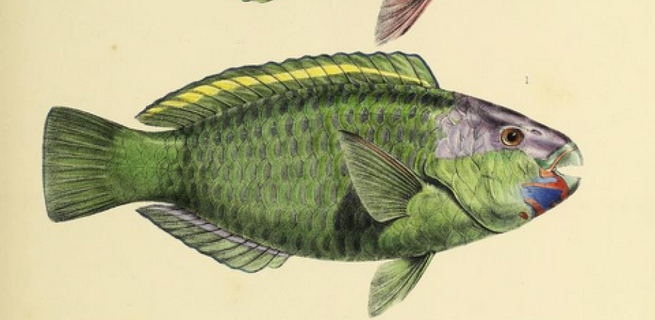 The fishes of Zanzibar: Acanthopterygii . Pharyngognathi etc., R. Lambert Playfair ,  Albert Günther, 1866 Collectie Koninklijke Maatschappij Dierkunde Antwerpen